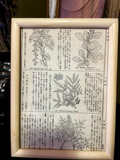 1890iconographia florae - 1890iconographia,