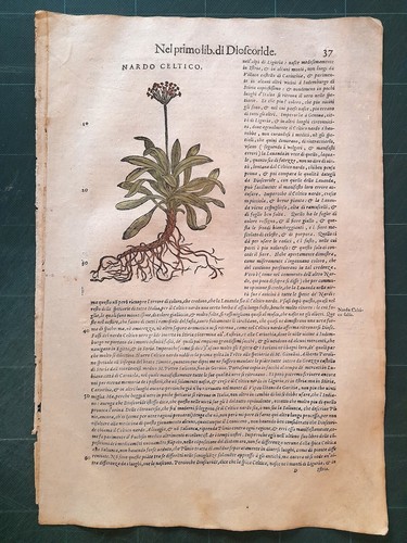 Mattioli matthioli erbario - mattioli, a