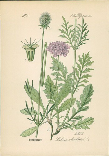 Chromolithographie - ,