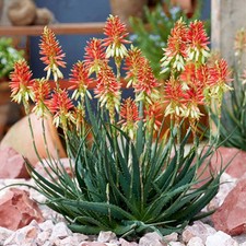 1 PIANTA DI ALOE SAFARI SUNRISE IN VASO 19CM, PIANTE DA ESTERNO, SUCCULENTE