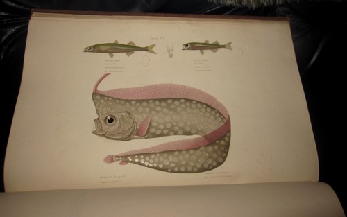 1830 folio cuvier - cuvier,
