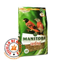 Mangime semi cardinal - mangime, spinus