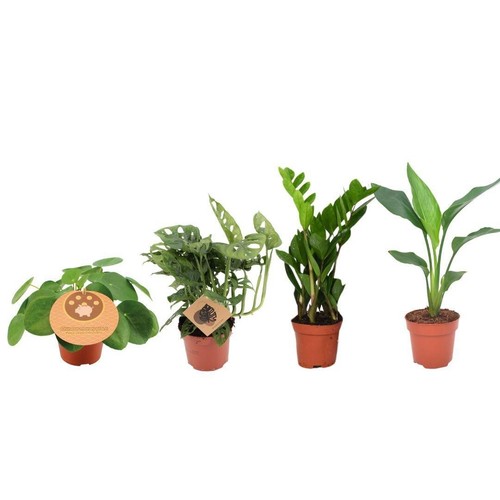 Scatola per piante popolare - ,