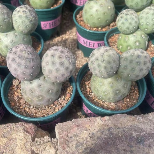 Tephrocactus geometricus - tephrocactus,
