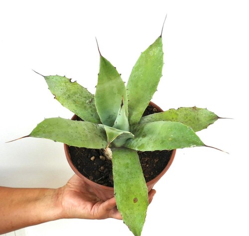 Agave ovatifolia - ovatifolia,