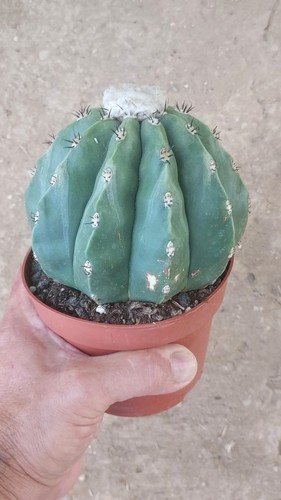 Melocactus maxonii inermis - inermis, xl