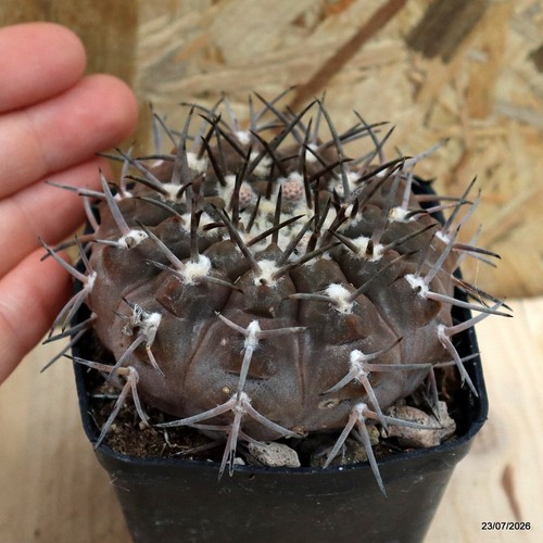Gymnocalycium piltziorum vaso - piltziorum,