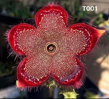 Edithcolea grandis "T001"