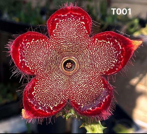 Edithcolea grandis t001 - edithcolea, "t001"