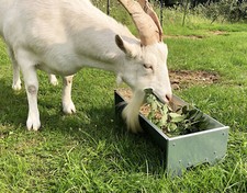 Alimentatore in metallo abbeveratoio capra pigmea pecora alpaca cavallo maiale cane pollo anatra uccellino animale domestico