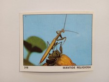 FIGURINA IL MONDO DEGLI ANIMALI PANINI 1970 n 316 DA RECUPERO