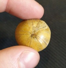 corallo conchiglia minerale