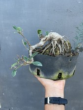 Pre Bonsai Ficus Retusa Su