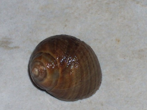 Littorina saxatilis wonderful - littorina,
