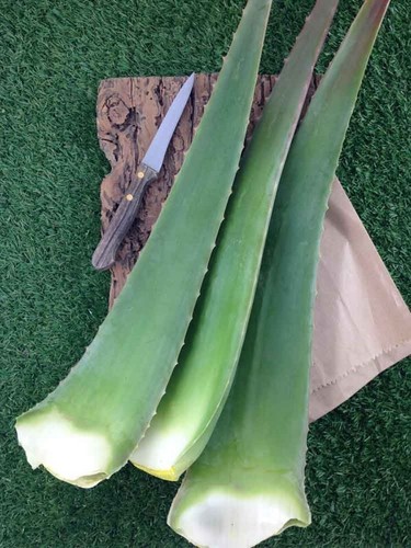 2kg foglie fresche aloe - 2kg,