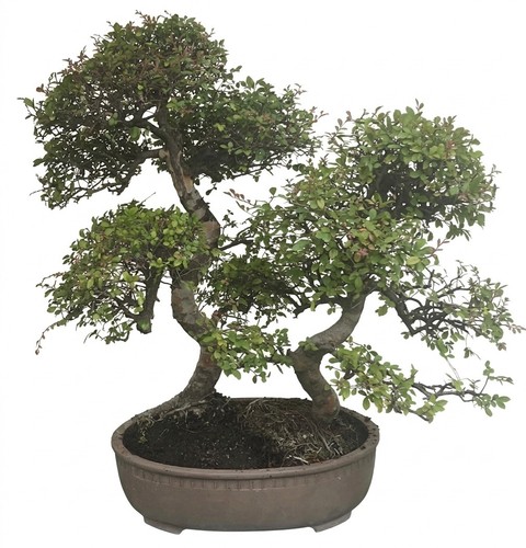 Bonsai olmo cinese cortex - olmo,