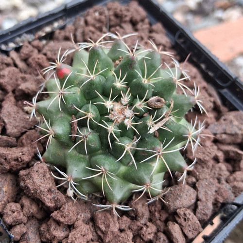 Mammillaria meiacantha