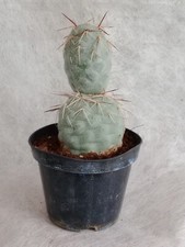 Tephrocactus Geometricus (2