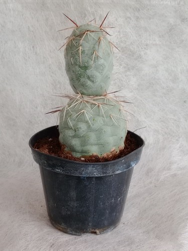 Tephrocactus geometricus 2 - tephrocactus,
