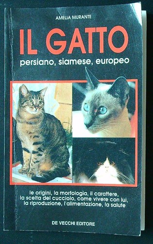 Gatto persiano siamese - gatto, persiano,