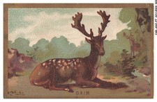 CAR-ADOP7-0526-CHROMOS -