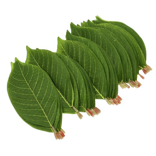 Foglie magnolia finte - foglie,