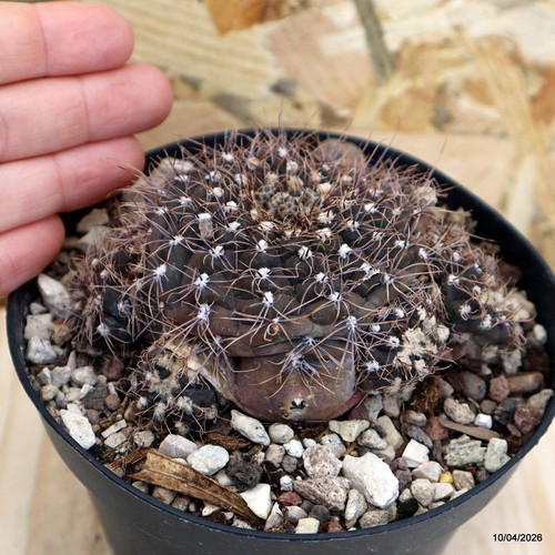 Gymnocalycium erinaceum vaso - erinaceum,