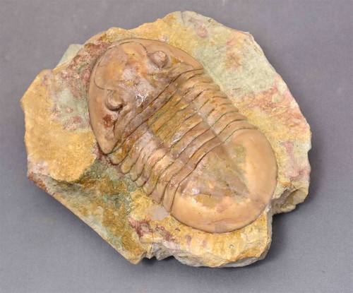 Asaphus broeggeri trilobite - asaphus,