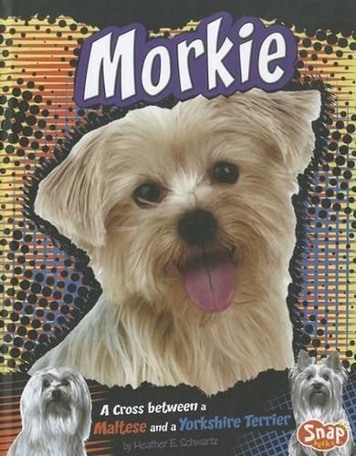 Morkie cross between a - a,