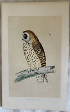 MORRIS SHORT EARED OWL GUFO DI PALUDE ASIO FLAMMEUS UCCELLI ORNITOLOGIA BIRDS