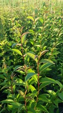 Ligustrum japonicum / Troène