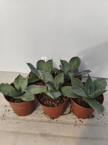 Agave ovatifolia blue - pz,