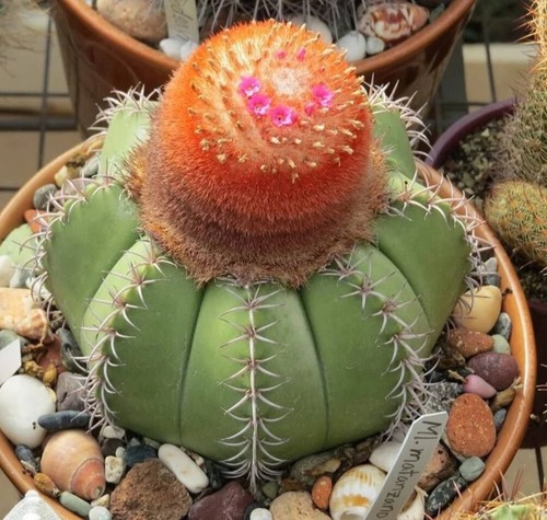 Melocactus matanzanus 10 - matanzanus, (10