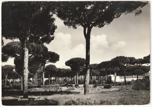 Scauri latina pineta - latina,