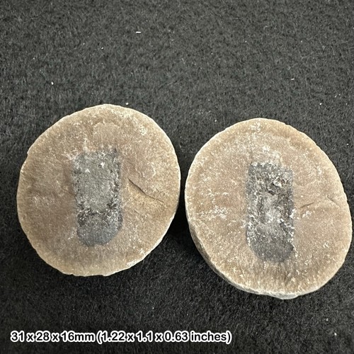 Carboniferous fossil seed - carboniferous, coal