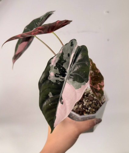 Alocasia chantrieri pink - alocasia,