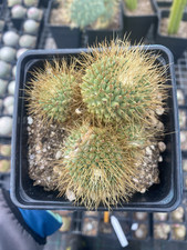 Mammillaria Spinosissima cv Un