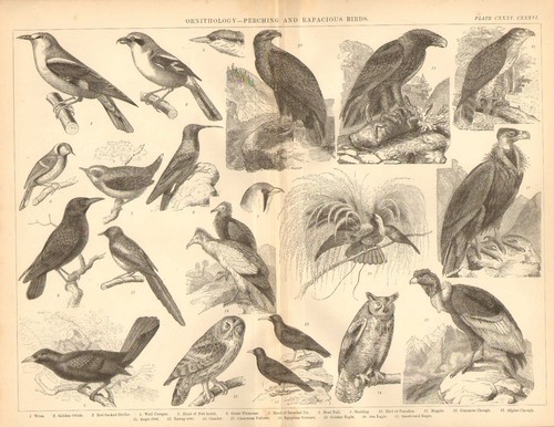 1874 stampa ornitologia - 1874, ~