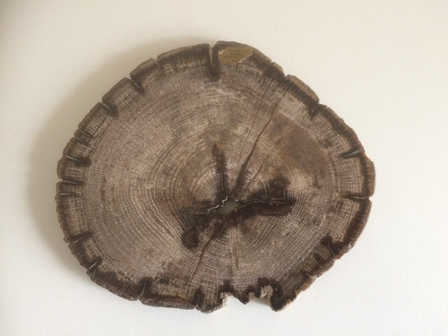 Legno quercia pietrificato - legno, di