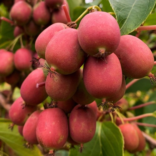 Aktinidia ananasnaya femmina - aktinidia,