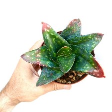 Gasteria armstrongii cv MINNESOTA - Armstrongs Gasterie | Armstrongs lingua di bue