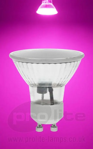 Prolite led 240v - prolite, 120°