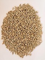 Segale biologica terra - segale, biologica,