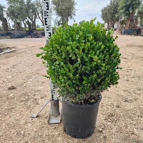 Pianta bosso palla - pianta,