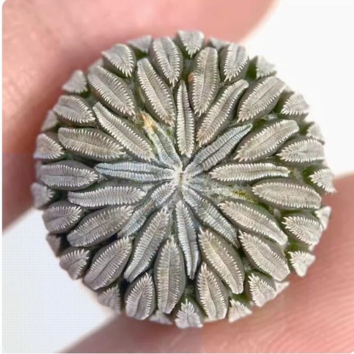Pianta succulenta cactus - succulenta, di