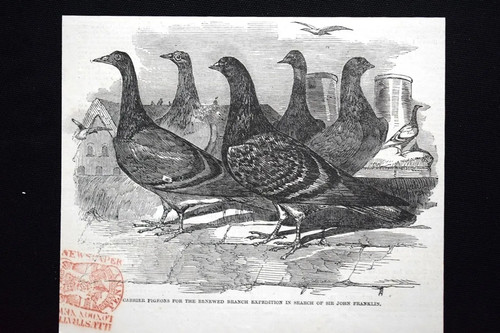 Piccioni