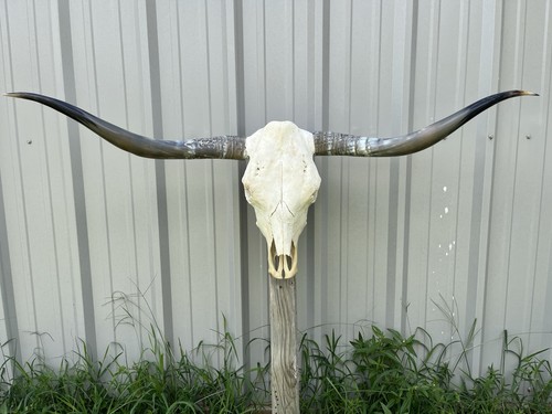 Longhorn teschio sterzo 5 - di,