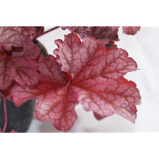Heuchera "Beautiful Dancer" -