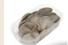 Funghi Pleurotus sempre