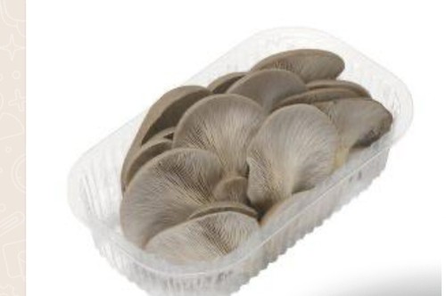 Funghi pleurotus sempre - funghi,